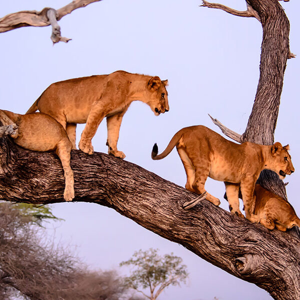 PARK-LAKE-MANYARA-NATIONAL-PARK (1)