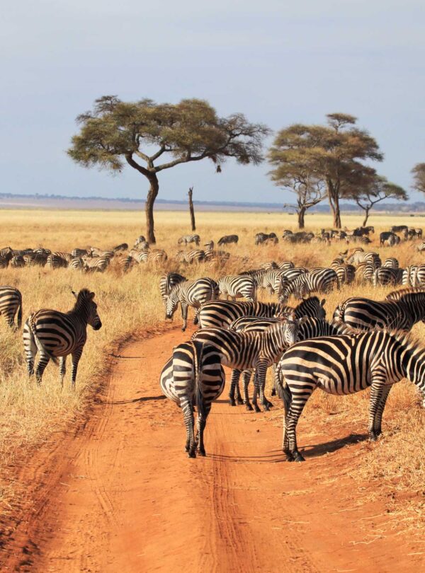 herd-zebras-tarangire-park