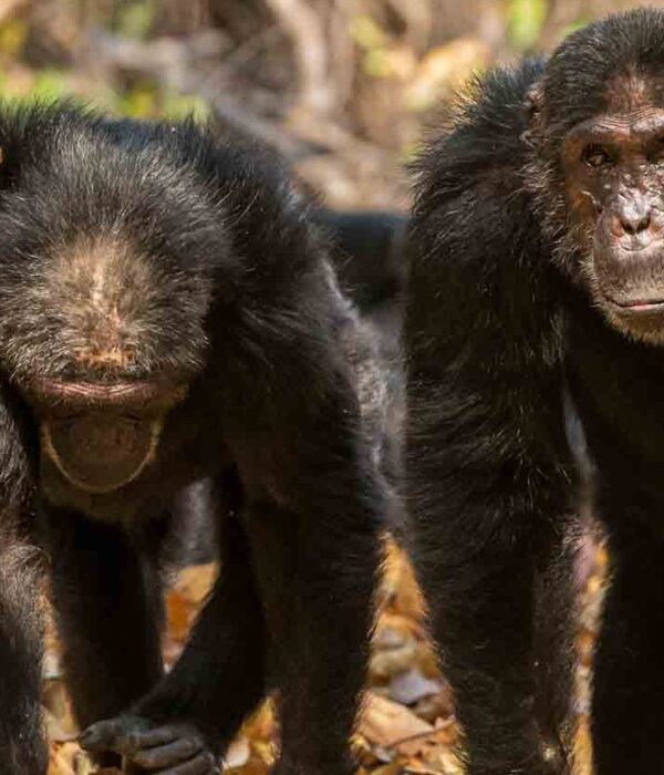 mahale-chimp
